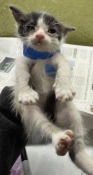 NACHO -  Domestic Short Hair Cat for Adoption in Riverside, California - NACHO | PetCurious