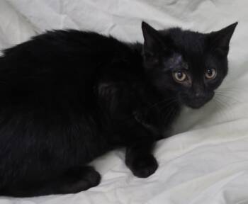 Rescue Domestic Short Hair Cats for Adoption in Thief River Falls, Minnesota - Conner | PetCurious