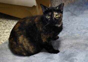 Rescue Domestic Short Hair Cats for Adoption in Baton Rouge, Louisiana - Bailee | PetCurious
