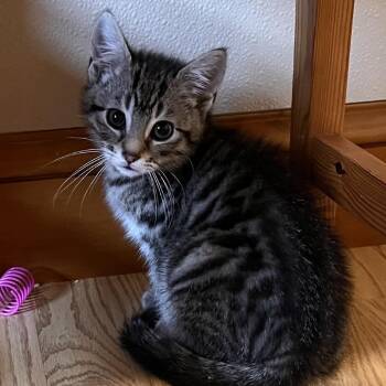 Domestic Short Hair Cats Available for Adoption in Uniontown, Pennsylvania - Alfie | PetCurious