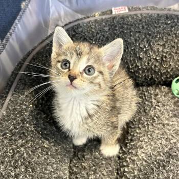 Penny -  Domestic Short Hair Cat Available for Adoption in Abilene, Texas - Penny | PetCurious