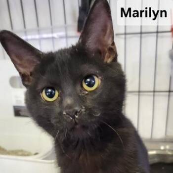 B-Marilyn 2 -  Domestic Short Hair Cat for Adoption in Arizona City, Arizona - B-Marilyn 2 | PetCurious