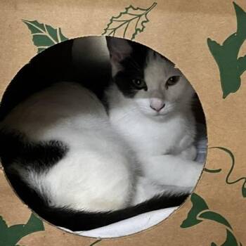 Coconut -  Domestic Short Hair Cat for Adoption in Baltimore, Maryland - Coconut | PetCurious