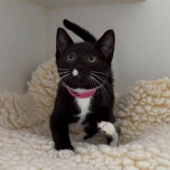 Croquette (bonded w/ Miette) -  Domestic Short Hair Cat for Adoption in Oakland, California - Croquette (bonded W/ Miette) | PetCurious