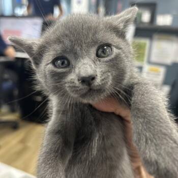 Domestic Short Hair Cats Available for Adoption in Newark, New Jersey - Huey | PetCurious