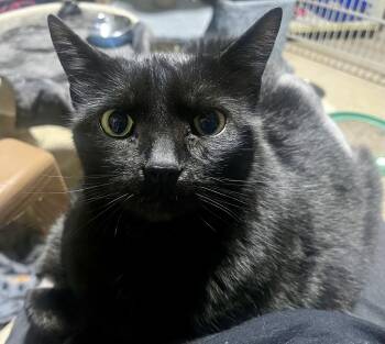 Sasha -  Domestic Short Hair Cat for Adoption in Hamilton, Ontario - Sasha | PetCurious