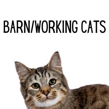 Barn/Working Cats -  Domestic Short Hair and Domestic Medium Hair Cat for Adoption in Glenwood Springs, Colorado - Barn/Working Cats | PetCurious