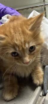 Domestic Short Hair Cats Available for Adoption in Doral, Florida - FIRE | PetCurious