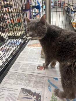 Opal -  Domestic Short Hair Cat for Adoption in Camp Hill, Pennsylvania - Opal | PetCurious