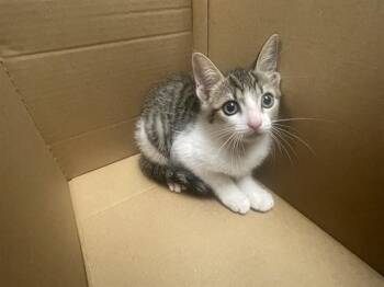 DOVE -  Domestic Short Hair Cat for Adoption in Ontario, California - DOVE | PetCurious