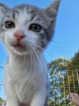 Rescue Domestic Short Hair Cats for Adoption in Monterey, Virginia - Stefan | PetCurious