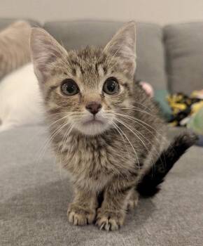Carrots -  Tabby and Domestic Short Hair Cat for Adoption in Garner, North Carolina - Carrots | PetCurious