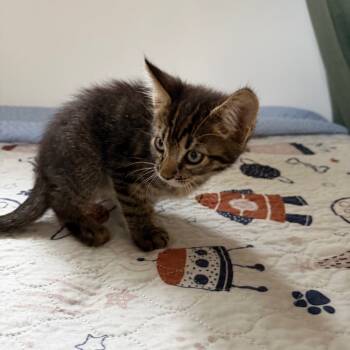 Rescue Domestic Short Hair Cats for Adoption in Sacramento, California - Clover | PetCurious