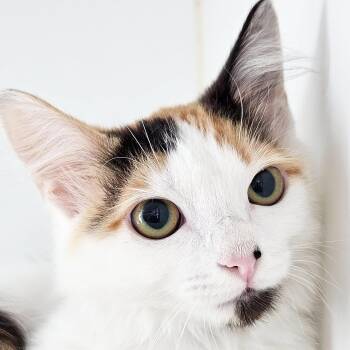 Tosh -  Domestic Short Hair Cat for Adoption in Oakland, California - Tosh | PetCurious
