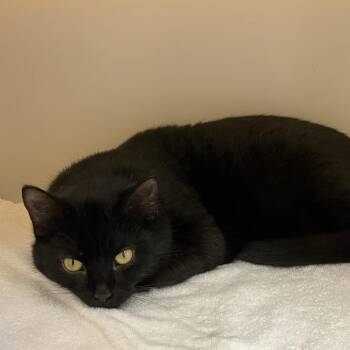 Domestic Short Hair Cats Available for Adoption - Snickers | PetCurious