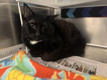Cello -  Domestic Short Hair Cat for Adoption in Golden Valley, Minnesota - Cello | PetCurious