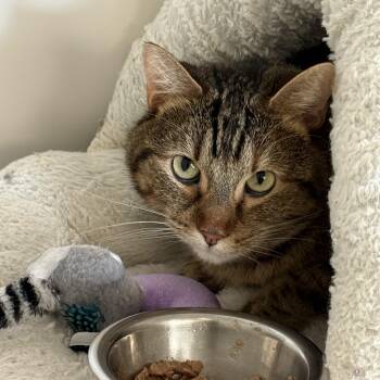 Hitch -  Tabby Cat Available for Adoption in Newport Beach, California - Hitch | PetCurious