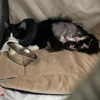 0848-C26 -  Domestic Short Hair Cat for Adoption in Port Charlotte, Florida - 0848-C26 | PetCurious