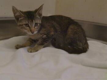 PRU -  Domestic Short Hair Cat for Adoption in Sacramento, California - PRU | PetCurious