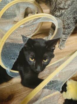 Rescue Domestic Short Hair Cats for Adoption in Varnville, South Carolina - Ryder | PetCurious