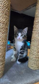 Mr Bacon -  Domestic Short Hair Cat for Adoption in Sainte-martine, Quebec - Mr Bacon | PetCurious
