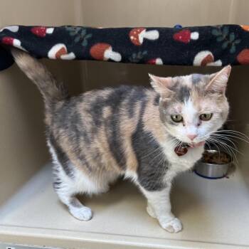 Dinah Mae -  Calico Cat for Adoption in Clarksville, Virginia - Dinah Mae | PetCurious
