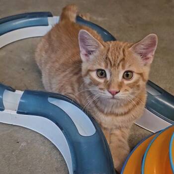 TIGG -  American Shorthair Cat for Adoption in Pinedale, Wyoming - TIGG | PetCurious