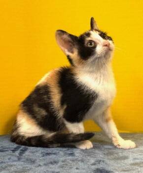 Swimsuit -  Domestic Short Hair Cat for Adoption in Hawk Point, Missouri - Swimsuit | PetCurious