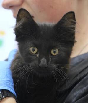 Matt Foley -  Domestic Short Hair Cat for Adoption in Westland, Michigan - Matt Foley | PetCurious