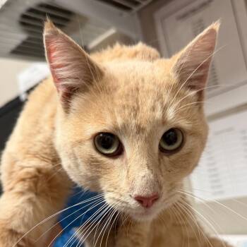 Rescue Domestic Short Hair Cats for Adoption in Yuma, Arizona - Mickey | PetCurious