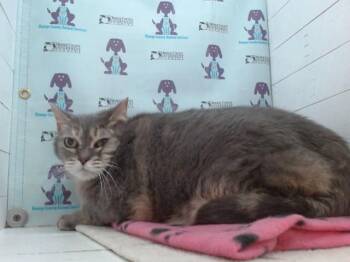 Domestic Short Hair Cats Available for Adoption - TIPPI TOES (TIPPY) | PetCurious