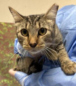 Coffee -  Domestic Short Hair Cat for Adoption in San Antonio, Texas - Coffee | PetCurious