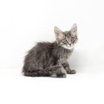 Zlatan -  Domestic Medium Hair Cat for Adoption in Florence, Arizona - Zlatan | PetCurious