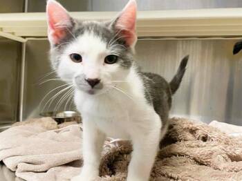 SPORT -  Domestic Short Hair Cat for Adoption in Tustin, California - SPORT | PetCurious