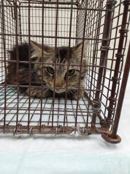 2026-06-149 -  Domestic Medium Hair Cat for Adoption in Winder, Georgia - 2026-06-149 | PetCurious
