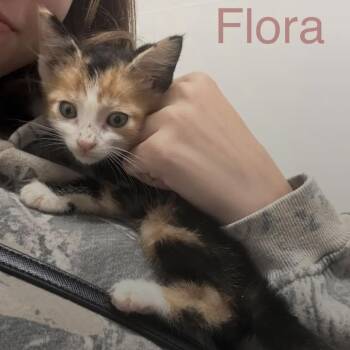 Domestic Short Hair Cats Available for Adoption in Duck River, Tennessee - Flora | PetCurious