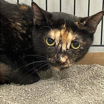 Cocoa -  Domestic Short Hair Cat for Adoption in Inwood, West Virginia - Cocoa | PetCurious
