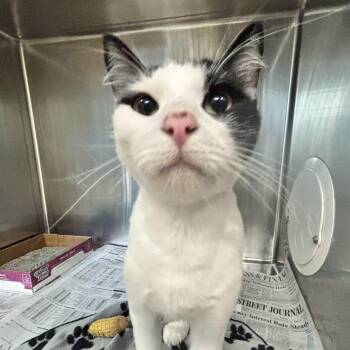 Domestic Short Hair Cats Available for Adoption in Belleville, Illinois - Sedona | PetCurious