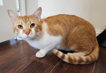 Tabby Cats Available for Adoption - Moose | PetCurious