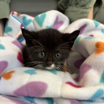 Domestic Short Hair Cats Available for Adoption in Los Angeles, California - April | PetCurious
