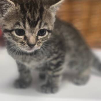 Hera -  Domestic Short Hair Cat for Adoption in Milton, Florida - Hera | PetCurious