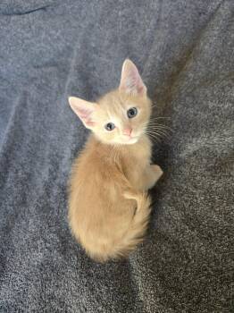 Cream Puff -  Domestic Medium Hair Cat for Adoption in San Jose, California - Cream Puff | PetCurious