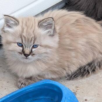 Oppa -  Domestic Long Hair Cat for Adoption in Grantsville, Utah - Oppa | PetCurious
