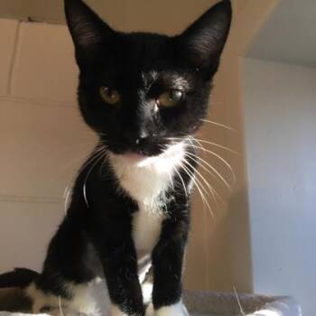 Haven -  Domestic Short Hair Cat for Adoption in Georgetown, South Carolina - Haven | PetCurious