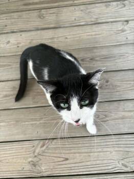 Domestic Short Hair Cats Available for Adoption in Groveland, Massachusetts - Avery | PetCurious