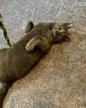 Slate -  Domestic Short Hair Cat for Adoption in Wheaton, Illinois - Slate | PetCurious