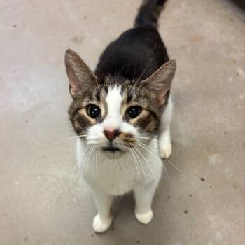 Maury -  Domestic Short Hair Cat for Adoption in York, Pennsylvania - Maury | PetCurious