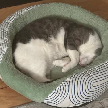 Lily Shahbazov (male) -  Domestic Short Hair Cat for Adoption in Merrifield, Virginia - Lily Shahbazov (male) | PetCurious