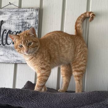 Domestic Short Hair Cats Available for Adoption in Rochester, Minnesota - Oscar | PetCurious