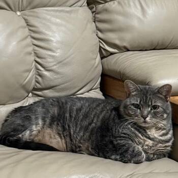 Rescue Domestic Short Hair Cats for Adoption in Grand Rapids, Minnesota - Millie | PetCurious